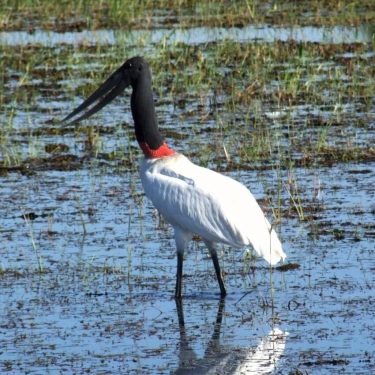 Figura-8-Tuiuiu-Jabiru-mycteria-Foto-Walfrido-Moraes-Tomas
