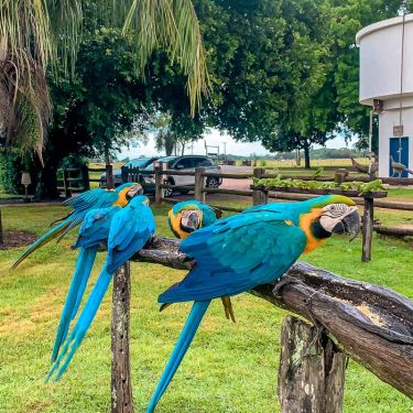 Pantanal-MS-O-que-Fazer-4