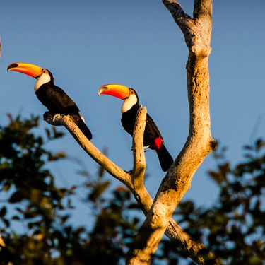 capa-Veja-aqui-porque-viajar-para-o-Pantanal-MS-1127x600-1
