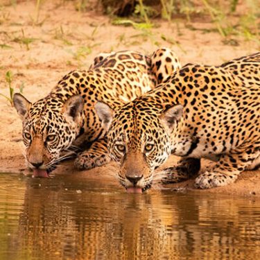 novela-pantanal-onca