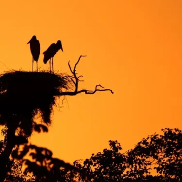 pantanal151