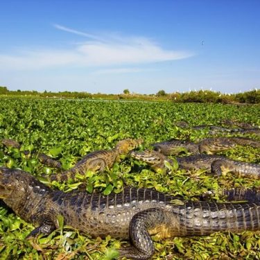 yacare_cayman_at_pantanal_small